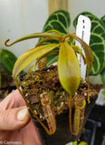 Nepenthes spectabilis Sinabung