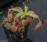 Nepenthes spectabilis x aristolochioides, BE-3663