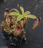 Nepenthes spectabilis x aristolochioides, BE-3663