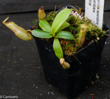 Nepenthes spectabilis x edwardsiana