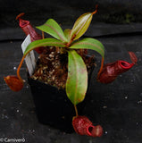 Nepenthes spectabilis x edwardsiana