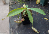 Nepenthes spectabilis x mira BE-3795