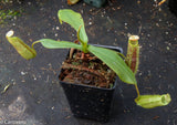 Nepenthes spectabilis x platychila BE-3760