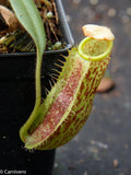 Nepenthes spectabilis x platychila BE-3760