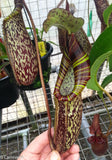 Nepenthes spectabilis x platychila BE-3760