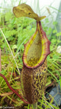 Nepenthes spectabilis x talangensis BE-3769