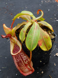 Nepenthes spectabilis x veitchii