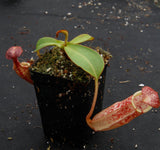 Nepenthes spectabilis x veitchii