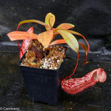 Nepenthes spectabilis x ventricosa, BE-3745