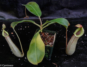 Nepenthes Splendid Diana x truncata