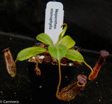 Nepenthes stenophylla, CAR-0133