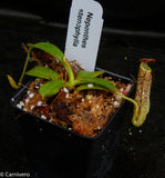 Nepenthes stenophylla, CAR-0133