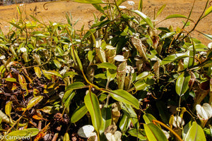 Nepenthes stenophylla, BE-3905