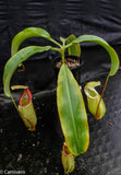 Nepenthes sumatrana x (lowii x veitchii)