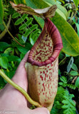 Nepenthes sumatrana x burbidgeae