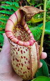 Nepenthes sumatrana x burbidgeae