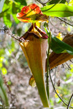 Nepenthes sumatrana