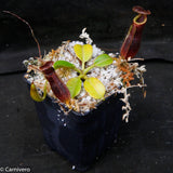 Nepenthes Trusmadiensis x robcantleyi, pitcher plant, carnivorous plant, collectors plant, large pitchers, rare plants 