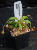 Nepenthes talangensis