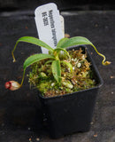 Nepenthes talangensis