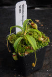 Nepenthes talangensis