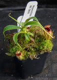 Nepenthes talangensis