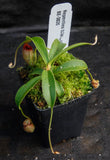 Nepenthes talangensis