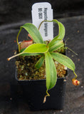 Nepenthes talangensis