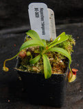 Nepenthes talangensis