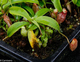 Nepenthes talangensis