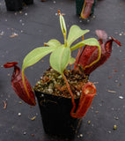 Nepenthes talangensis x glandulifera, BE-3665