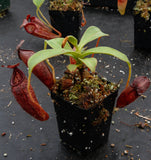 Nepenthes talangensis x glandulifera, BE-3665