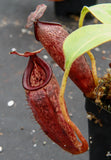 Nepenthes talangensis x glandulifera, BE-3665