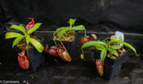 Nepenthes talangensis x mira, CAR-0106