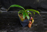 Nepenthes talangensis x mira, CAR-0106