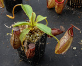 Nepenthes talangensis x robcantleyi, pitcher plant, carnivorous plant, collectors plant, large pitchers, rare plants