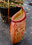 Nepenthes talangensis x sibuyanensis BE-3641