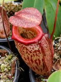 Nepenthes talangensis x sibuyanensis BE-3641