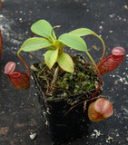 Nepenthes talangensis x sibuyanensis BE-3641