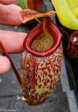 Nepenthes talangensis x sibuyanensis BE-3641