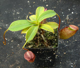 Nepenthes talangensis x sibuyanensis BE-3641