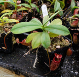 Nepenthes talangensis x sibuyanensis BE-3641