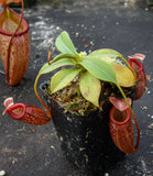 Nepenthes talangensis x sibuyanensis BE-3641