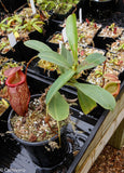 Nepenthes talangensis x sibuyanensis BE-3641