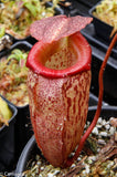 Nepenthes talangensis x sibuyanensis BE-3641