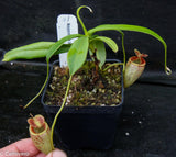 Nepenthes tenuis x dubia