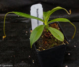 Nepenthes tenuis x dubia