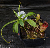 Nepenthes tenuis x dubia