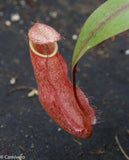 Nepenthes thorelii x hamata