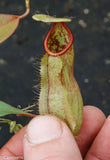 Nepenthes thorelii x hamata